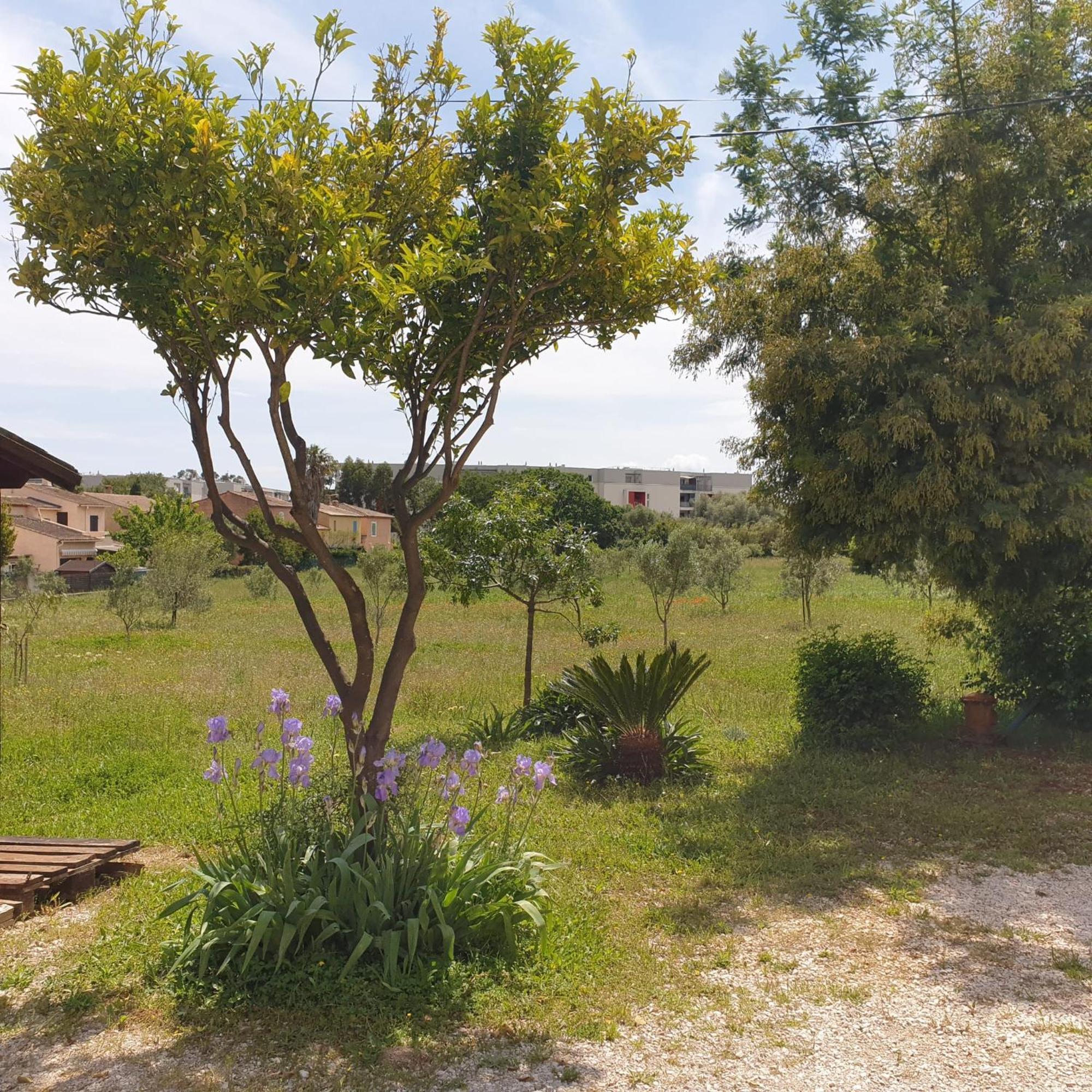 L'Oliveraie Hyères Kültér fotó